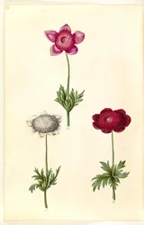 Anemone coronaria (Franse anemoon)