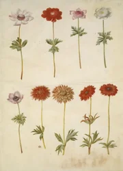 Anemone coronaria (Franse anemoon); Anemone ×fulgens (glanzende anemoon)