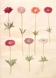 Anemone coronaria (Franse anemoon); Anemone ×fulgens (glanzende anemoon)
