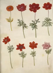 Anemone ×fulgens (glanzende anemoon); Anemone coronaria (Franse anemoon)