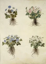 Anemone hepatica (blauwe anemoon)