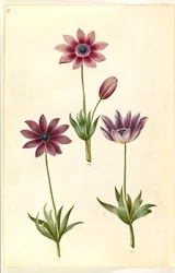 Anemone pavonina (pauwenanemoon)