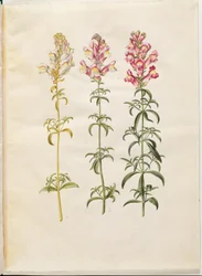 Antirrhinum majus (tuinleeuwenbek)