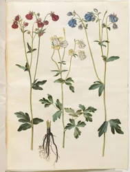Aquilegia vulgaris (gewone akelei)