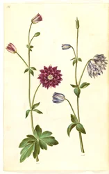 Aquilegia vulgaris (gewone akelei)