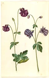 Aquilegia vulgaris (gewone akelei)