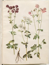 Aquilegia vulgaris (gewone akelei)