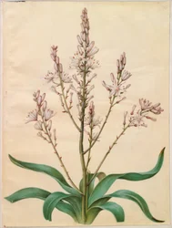 Asphodelus ramosus (vertakte affodil)