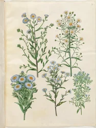 Aster amellus (virgil-aster); Symphyotrichum novi-belgii (nieuwbelgische aster); Symphyotrichum novae-angliae (nieuwengelse aster); Symphyotrichum dumosum (kussenaster); Symphyotrichum ericoides (heideaster)