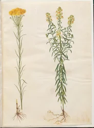 Aster linosyris (goudhaar-aster); Linaria vulgaris (gewone vlasbekje)