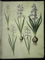 Brimeura amethystina (pyrenese hyacint); Hyacinthus orientalis (gewone hyacint)