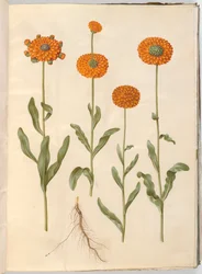 Calendula officinalis (goudsbloem)