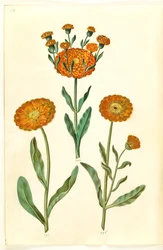 Calendula officinalis (tuin-goudsbloem)