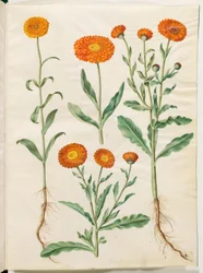 Calendula officinalis (tuin-goudsbloem)