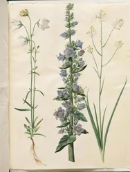 Campanula persicifolia (smalbladige klokje); Campanula pyramidalis (piramide-klokje); Anthericum ramosum (vertakte edderkopurt)