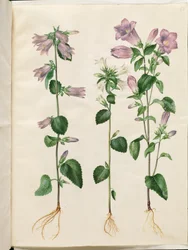 Campanula trachelium (brandnetel-klokje); Campanula medium (mariaklokje)