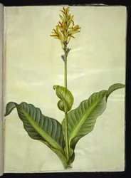 Eetbare canna