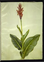 Canna indica (eetbare canna)
