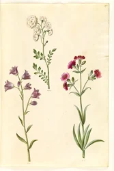Cardamine pratensis (pinksterbloem); Campanula rotundifolia (?) (grasklokje); Silene vulgaris (?) (blaassilene)