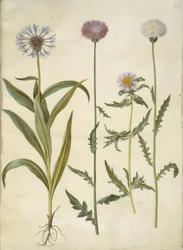 Centaurea montana (bergkorenbloem); Amberboa moschata (muskusdistel)