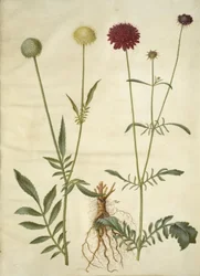Cephalaria leucantha (witte schubkop); Scabiosa atropurpurea (weduwenbloem)