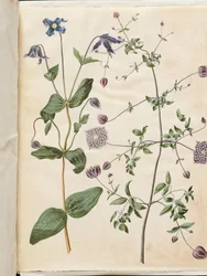 Clematis integrifolia (blauwe vaste plant clematis); Clematis viticella (Italiaanse bosrank)