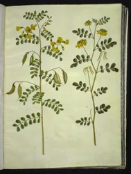 Colutea arborescens (gewone blazenstruik); Hippocrepis emerus (struikpaardenhoef)