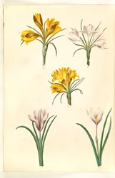 Crocus angustifolius (Balkan krokus); Crocus versicolor (Alpen krokus); Crocus vernus (?) (voorjaarskrokus)