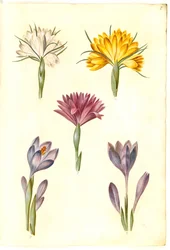 Crocus vernus (voorjaarskrokus); Crocus angustifolius (Balkan-krokus); Bulbocodium vernum (?) (voorjaarsbloem)