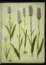 Dactylorhiza maculata (gevlekte orchis)