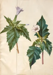 Datura stramonium (gewone doornappel)