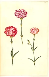 Dianthus caryophyllus