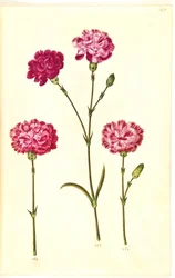 Dianthus caryophyllus (anjer)