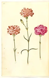 Dianthus caryophyllus (anjer)