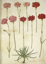 Dianthus caryophyllus (anjer)
