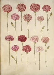 Dianthus caryophyllus (tuinanjer)
