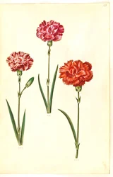 Dianthus caryophyllus (tuinanjer)