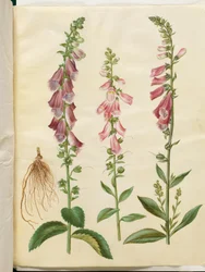 Digitalis purpurea (gewone vingerhoedskruid)