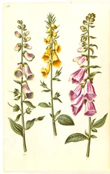 Digitalis purpurea (gewone vingerhoedskruid); Digitalis grandiflora (grootbloemige vingerhoedskruid)