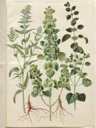 Dracocephalum moldavica (Moldavische drakenkop); Moluccella spinosa (stekelige kelk); Melissa officinalis (citroenmelisse)