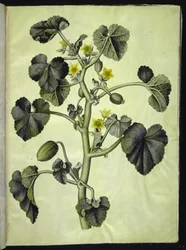 Ecballium elaterium (ezelkomkommer)
