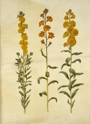 Erysimum cheiri (muurbloem)