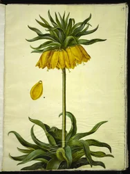 Fritillaria imperialis (keizerskroon)