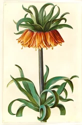 Fritillaria imperialis (keizerskroon)
