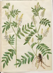 Galega officinalis (medicinale streepbel)