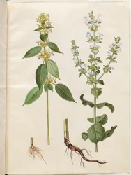 Galeopsis speciosa (hamp-hanekro); Salvia sclarea (bonte salie)