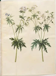 Geranium pratense (weideooievaarsbek)