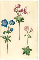 Geranium pratense (weideooievaarsbek); Geranium phaeum (donkere ooievaarsbek); Geranium versicolor (net-ooievaarsbek)