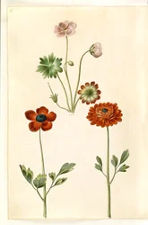 Geranium sanguineum striatum (gestreepte ooievaarsbek); Ranunculus asiaticus (tuinranonkel)