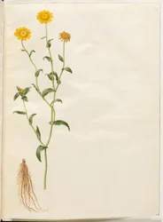 Glebionis segetum (gele ganzenbloem)